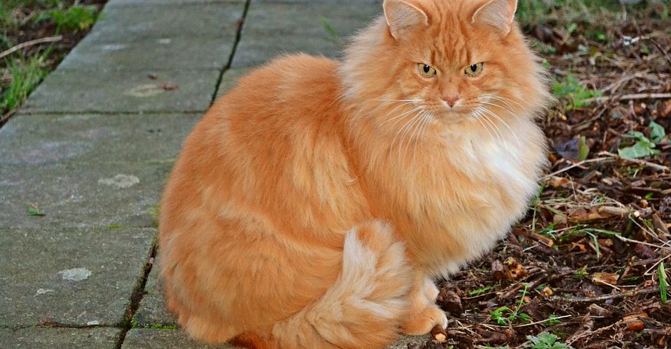 Pourquoi le chat roux suscite autant de questions ?